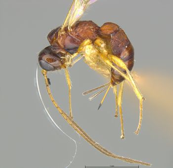 Media type: image;   Entomology 29927 Aspect: habitus lateral view
